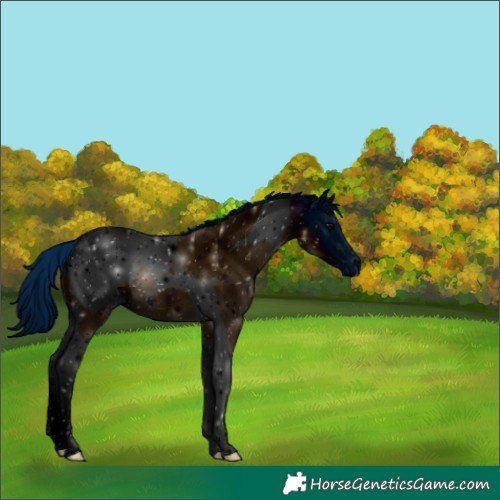 Horse Color:ERROR: UNKNOWN ANOMALY