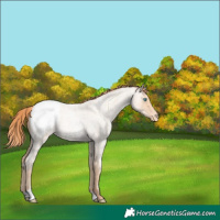 Horse Color:Amber Champagne Roan Pearl Appaloosa 