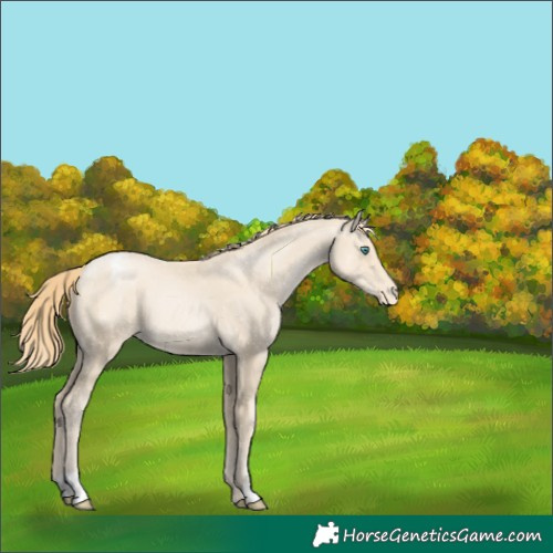 Horse Color:Smoky Black Pearl Appaloosa