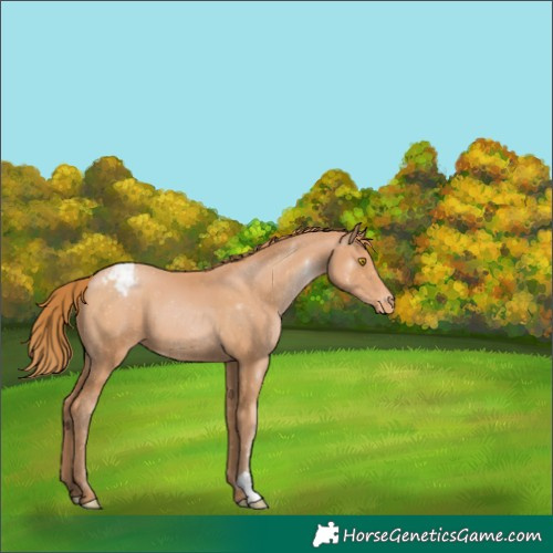 Horse Color:Bay Pearl Appaloosa 