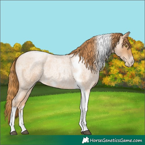Horse Color:Red Roan Pearl Tobiano Frame 