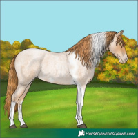 Horse Color:Red Roan Pearl Tobiano Frame