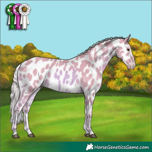 Horse Color:Watercolor Palomino Appaloosa 