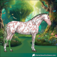 Horse Color:Watercolor Buckskin Tobiano Appaloosa