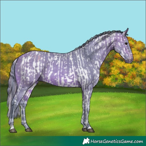 Horse Color:Watercolor Buckskin Appaloosa  and Watercolor Bay 