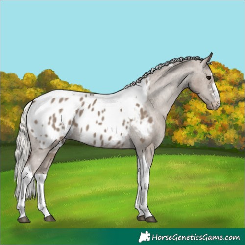 Horse Color:Silver Grullo Tobiano Blanket 