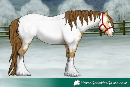 Horse Color:Sable Cream Champagne Dun Near Fewspot 