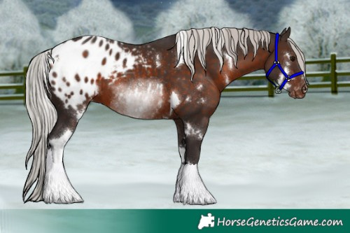 Horse Color:White Spotted Silver Brown Tobiano Blanket