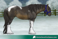 Horse Color:Buckskin Tobiano 