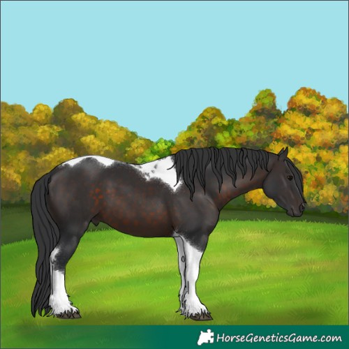 Horse Color:Brown Tobiano 