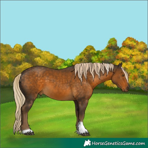 Horse Color:Chocolate Palomino Tobiano