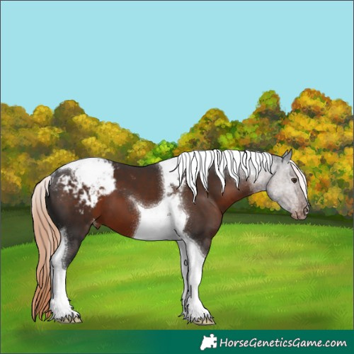Horse Color:Liver Chestnut Tobiano Appaloosa