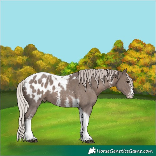 Horse Color:Silver Black Sabino Tobiano Appaloosa