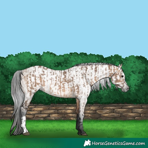 Horse Color:Brown Dun  and Gray Brown Dun 