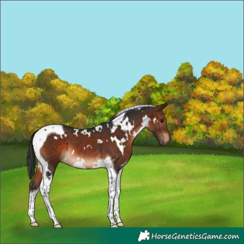 Horse Color:White Spotted Brown Tobiano 