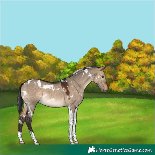 Horse Color:White Spotted Brown Dun Tobiano 