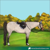 Horse Color:Bay Roan Dun 