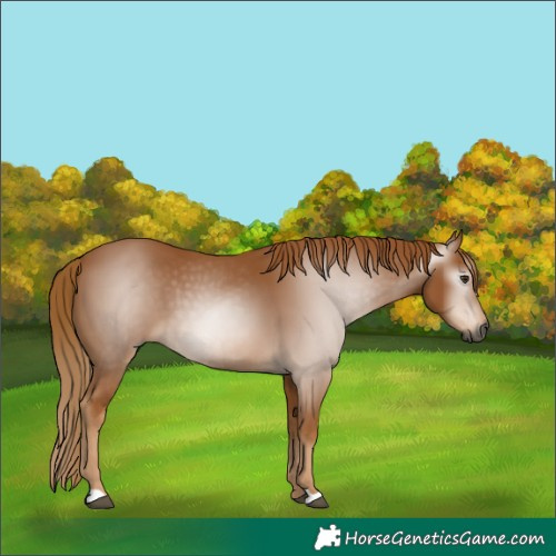 Horse Color:Gray Chestnut 