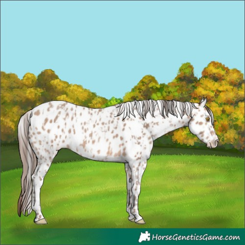 Horse Color:Sable Champagne Appaloosa  and Sable Champagne Appaloosa 