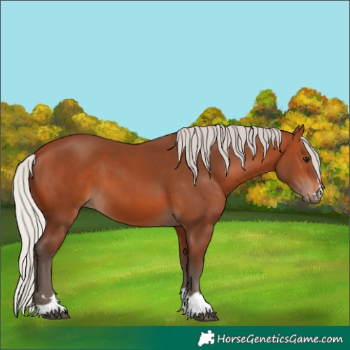 Horse Color:Silver Bay 