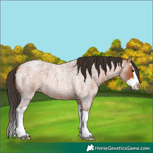 Horse Color:Bay Roan Splash 