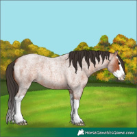 Horse Color:Bay Roan Splash 