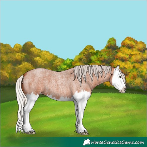 Horse Color:Silver Bay Roan Splash
