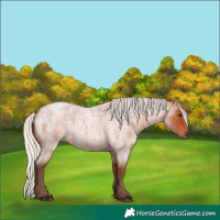 Horse Color:Silver Bay Roan