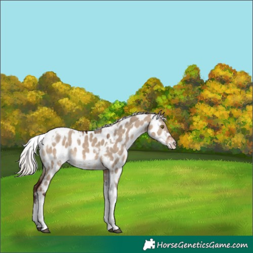 Horse Color:White Spotted Silver Brown Dun Tobiano Near Leopard 