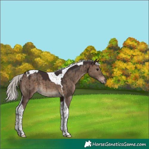 Horse Color:Silver Brown Dun Tobiano Brindle 