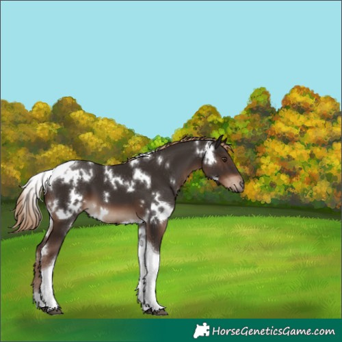 Horse Color:White Spotted Liver Chestnut Tobiano 