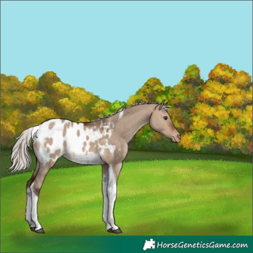 Horse Color:Silver Brown Dun Tobiano Blanket 