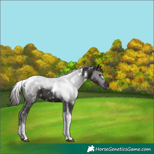 Horse Color:White Spotted Liver Chestnut Tobiano 