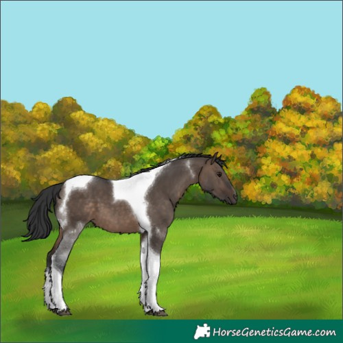 Horse Color:Brown Dun Tobiano 