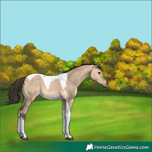 Horse Color:Bay Dun Tobiano 
