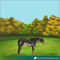 Horse Color:White Spotted Liver Chestnut 