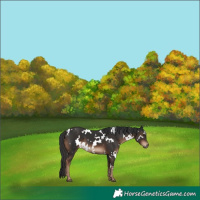 Horse Color:White Spotted Liver Chestnut 