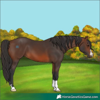 Horse Color:Brown 