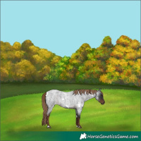 Horse Color:White Spotted Liver Red Roan