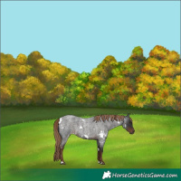 Horse Color:White Spotted Liver Red Roan