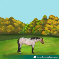 Horse Color:Bay Roan 