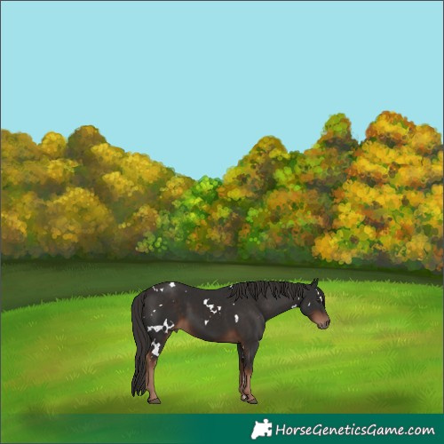 Horse Color:White Spotted Liver Chestnut 