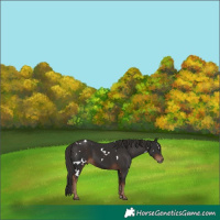 Horse Color:White Spotted Liver Chestnut