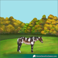Horse Color:White Spotted Brown 