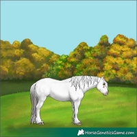 Horse Color:Bay Sabino Frame 