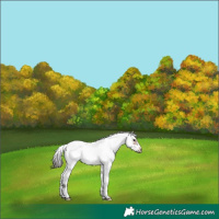 Horse Color:Bay Sabino Frame