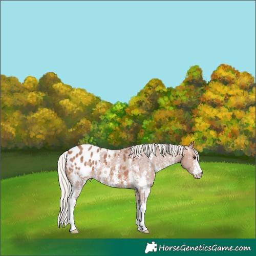 Horse Color:Silver Bay Sabino Appaloosa 