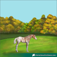 Horse Color:Silver Bay Sabino Appaloosa 