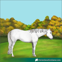 Horse Color:Gray Silver Brown Sabino Rabicano