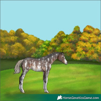 Horse Color:Gray Silver Brown Sabino Rabicano 